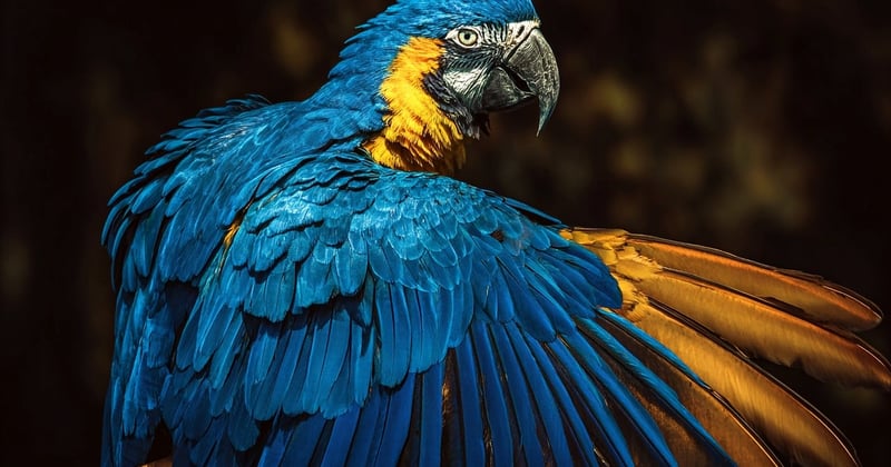 Explorer les forêts tropicales de l'Amazone : un voyage au cœur du poumon vert